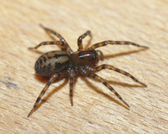 Callobius pictus