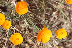Eschscholzia californica californica