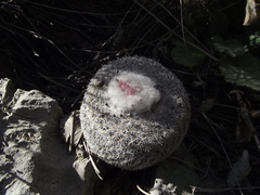 Epithelantha unguispina