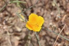 Eschscholzia californica californica