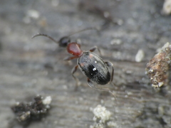 Anthelephila pedestris