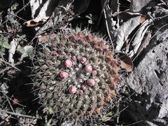 Mammillaria melanocentra melanocentra