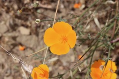 Eschscholzia californica californica