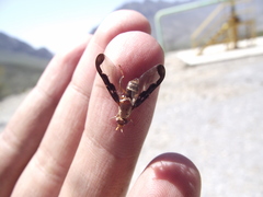 Diacrita