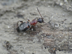 Anthelephila pedestris