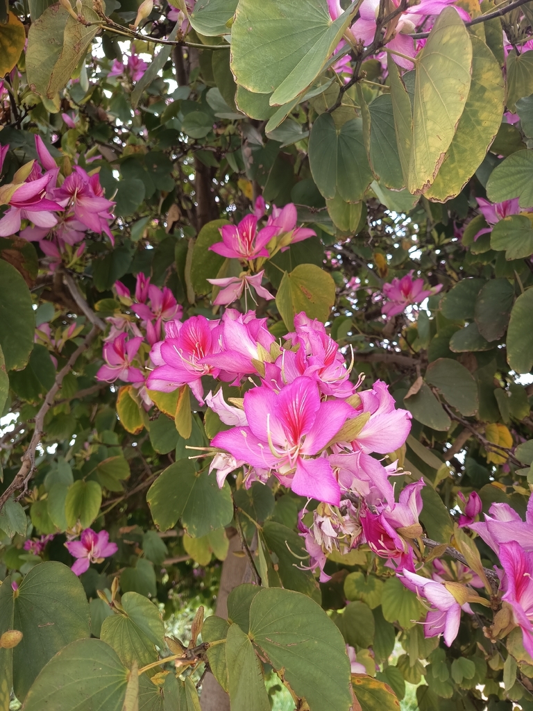 Orchid Trees from Pg Torras i Bages - Palomar, Sant Andreu, 08030 ...