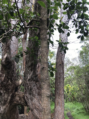 Psychotria hawaiiensis