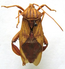 Melucha phyllocnemis