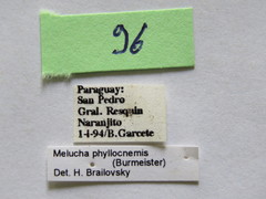 Melucha phyllocnemis