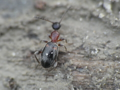 Anthelephila pedestris