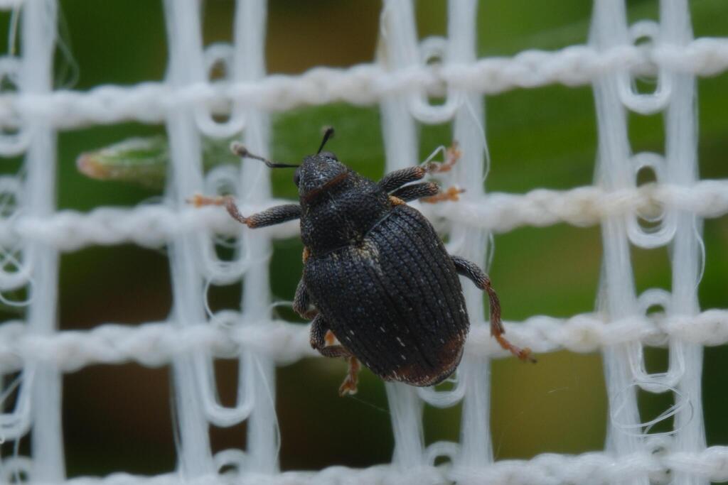 Calosirus terminatus