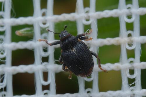 Calosirus terminatus