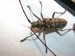 Monochamus titillator