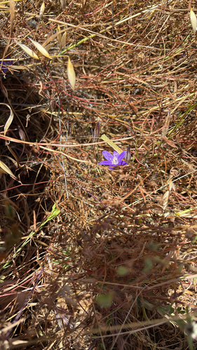 iNaturalist observation photo of Dwarf Brodiaea