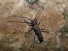 Saperda imitans