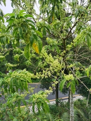 Melicope pteleifolia
