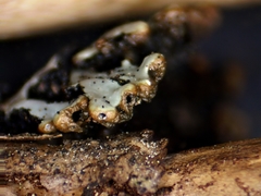 Hypogymnia incurvoides
