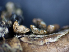 Hypogymnia incurvoides