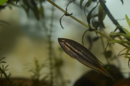 Spiketail paradisefish (Pseudosphromenus dayi) — Osphronemidae