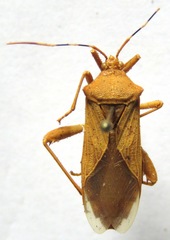 Nematopus nigroannulatus