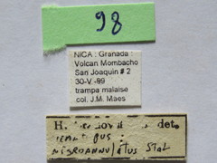 Nematopus nigroannulatus