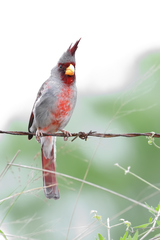 Cardinalis sinuatus