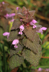 Lamium purpureum purpureum