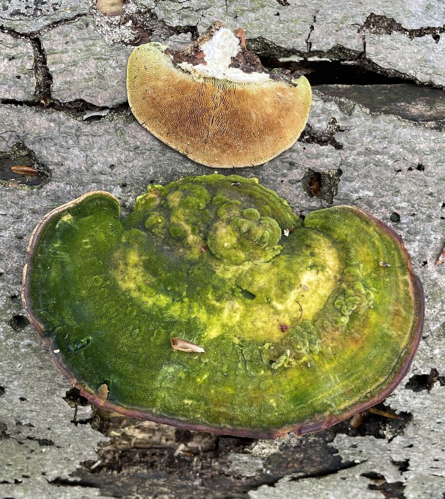 Trametes gibbosa · April 2026 · photo: © cotterh (iNaturalist, cc-by)