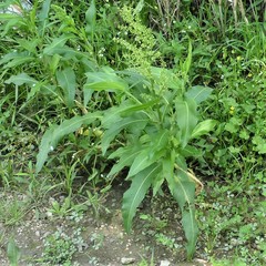 Rumex altissimus