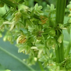 Rumex altissimus