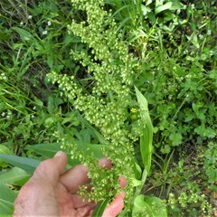 Rumex altissimus