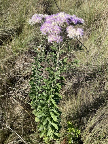 Baccharoides adoensis