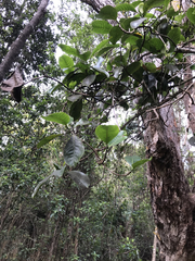 Psychotria hawaiiensis