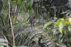 Cercopithecus campbelli