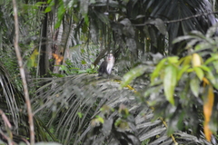 Cercopithecus campbelli