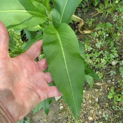 Rumex altissimus