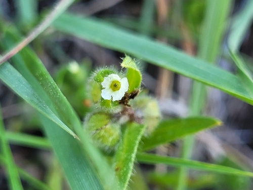 Nonea echioides, 2026-04-03