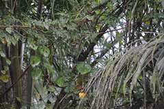 Cercopithecus campbelli