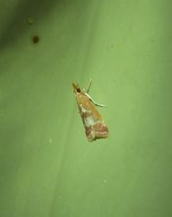 Syntonarcha vulnerata