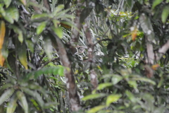 Cercopithecus campbelli