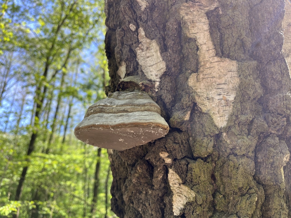 Fomes fomentarius · April 2026 · photo: © pavel_kacl (iNaturalist, cc-by)