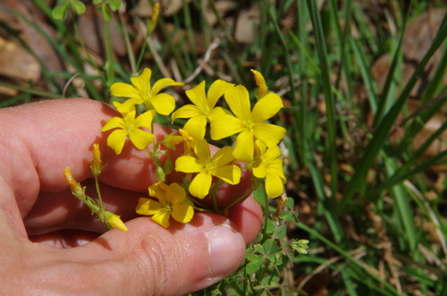 Image of Oxalis texana by (c) Eric Knight, some rights reserved (CC BY)