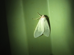 Amerila rubripes