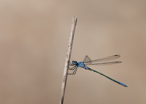 Dark Spreadwing