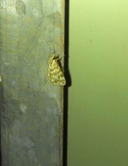 Aporocosmus lamprodeta