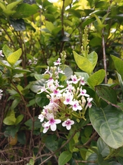 Pseuderanthemum maculatum