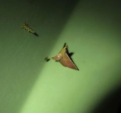 Endotricha mesenterialis