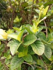 Pseuderanthemum maculatum