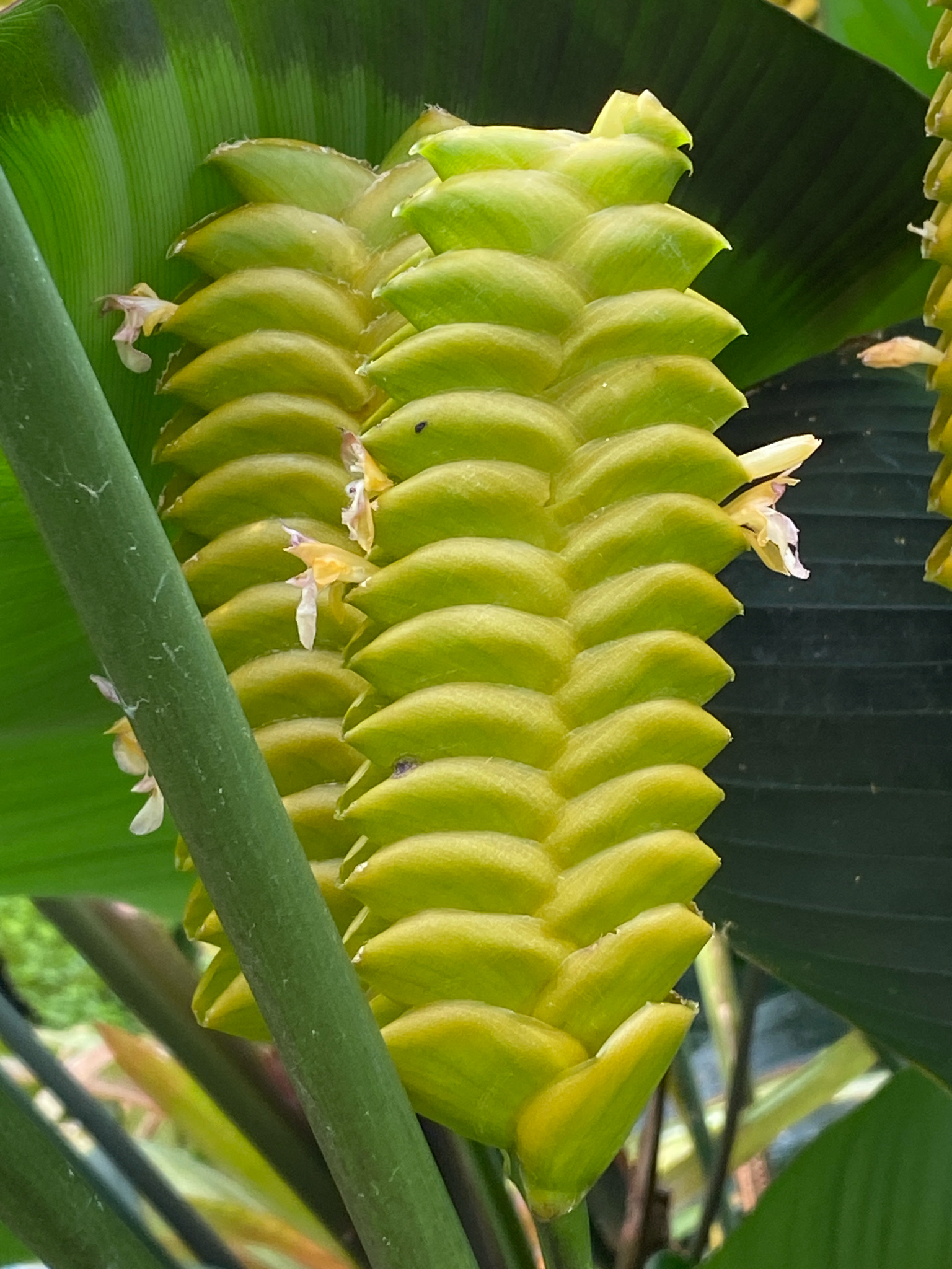 Calathea crotalifera