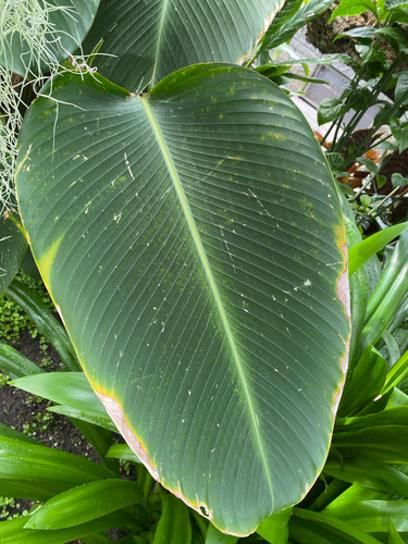Calathea crotalifera